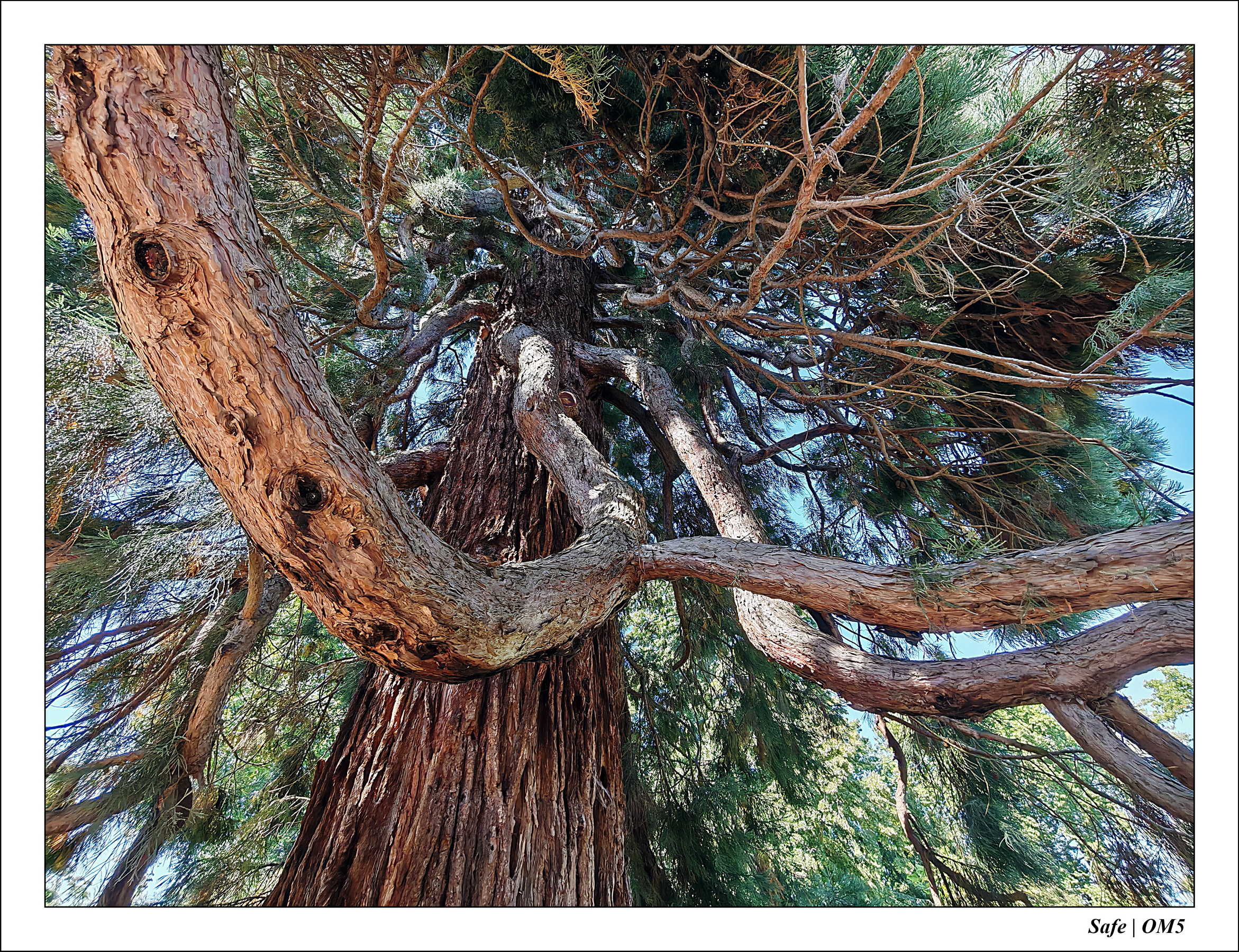 2025 - 08 - Vallée des loups - 21